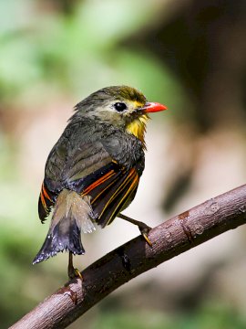 Bird Watching Tours